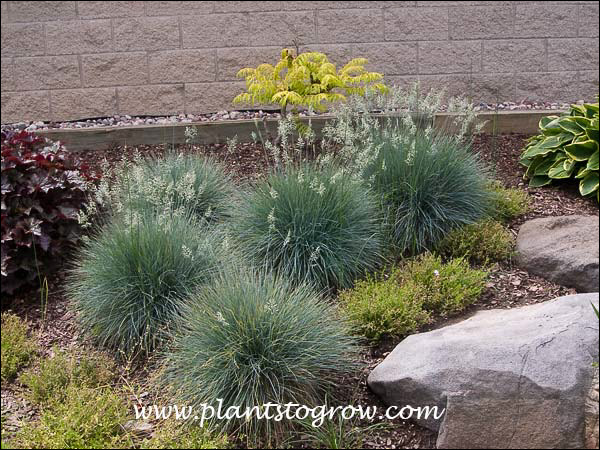 Elijah Blue Fescue (Festuca glauca)
